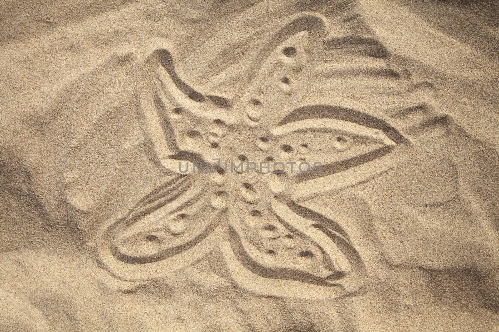 Starfish drawn in the sand in a sunny summer day