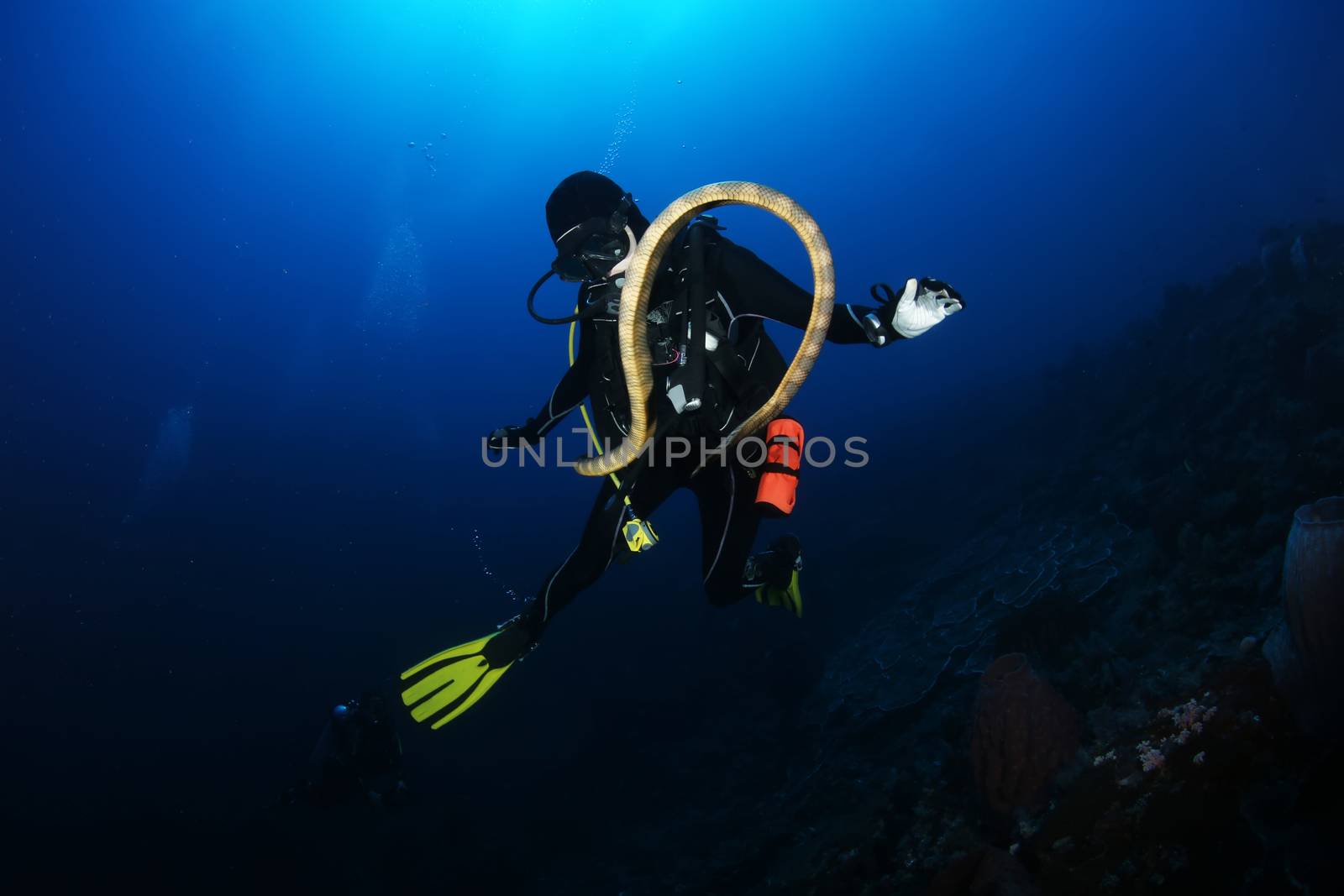 diver with sea snake nderwater diving picture ocean by desant7474