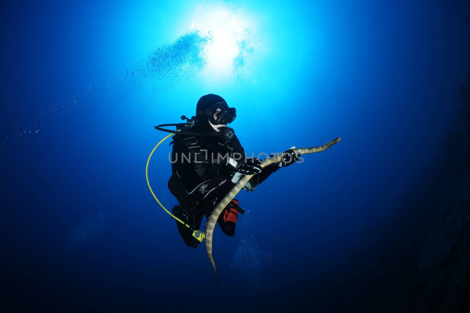 diver with sea snake nderwater diving picture ocean by desant7474