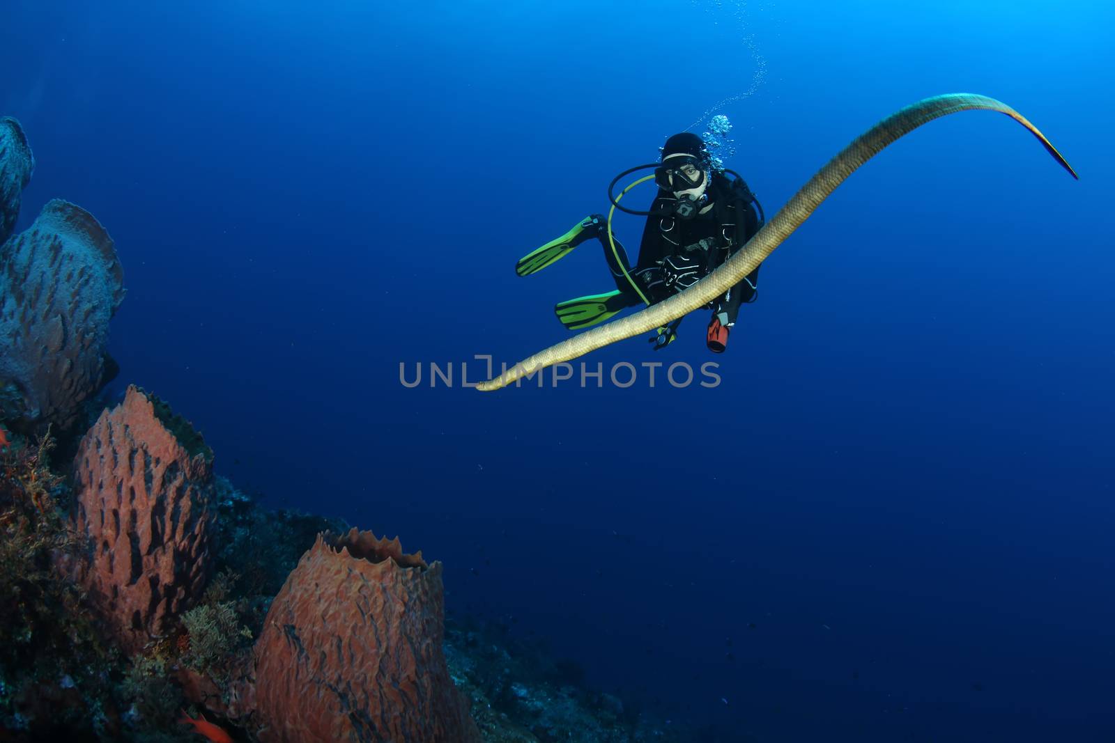 diver with sea snake nderwater diving picture ocean by desant7474