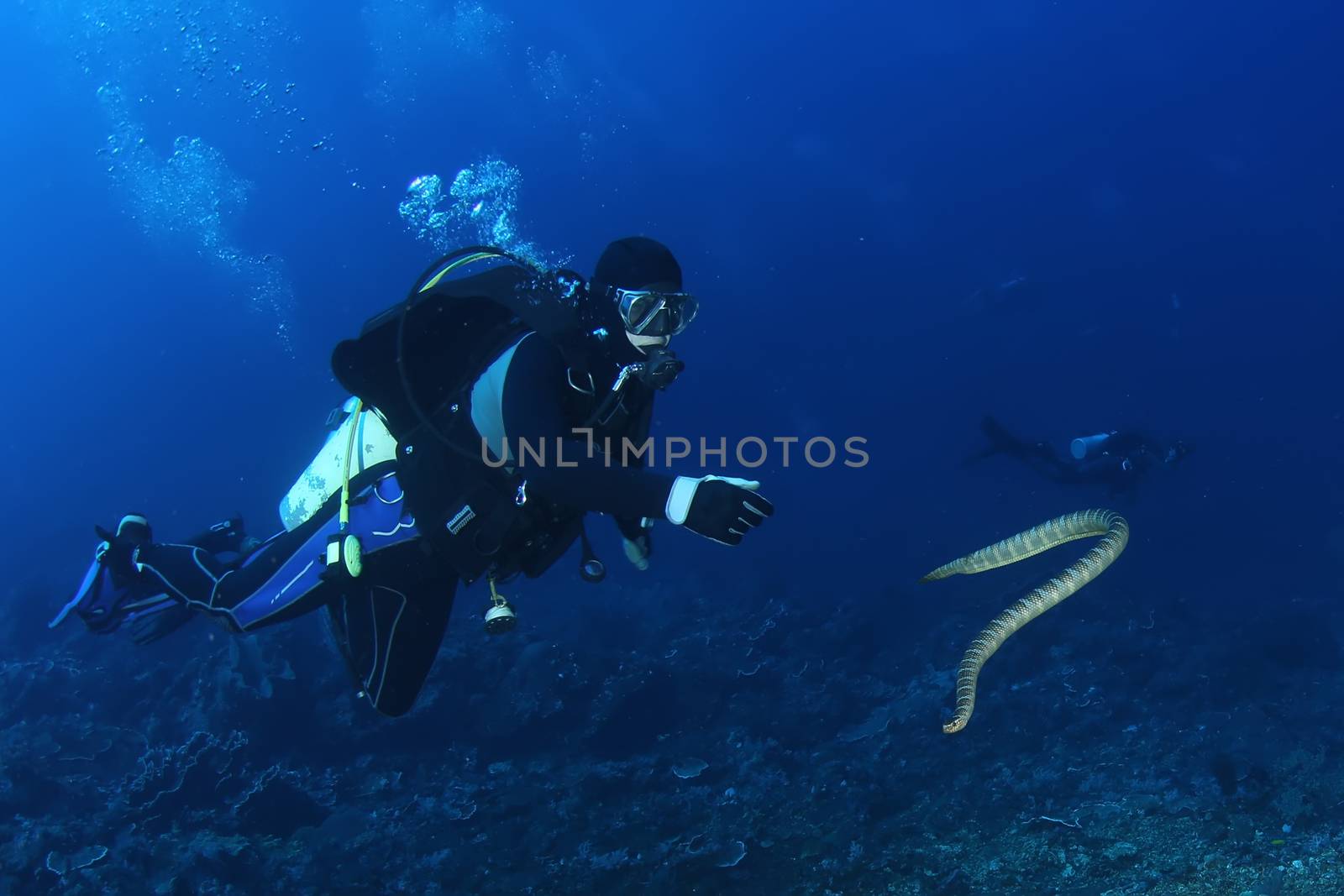 diver with sea snake nderwater diving picture ocean by desant7474