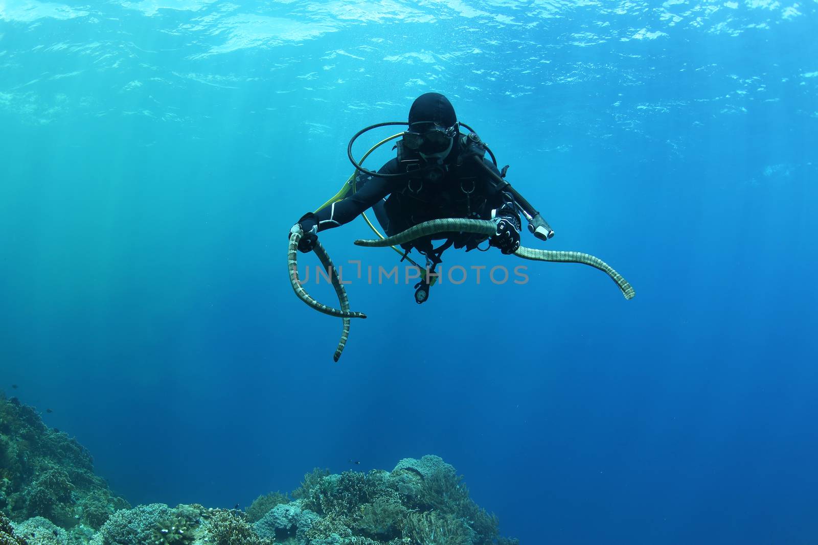 diver with sea snake nderwater diving picture ocean by desant7474