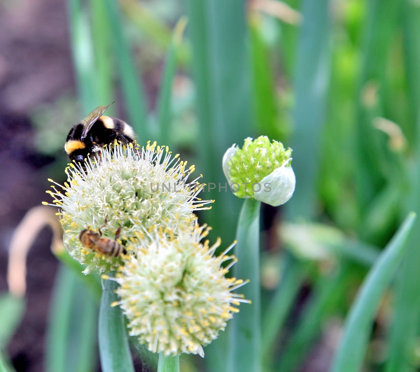 Bumblebee on allium flower in summer day