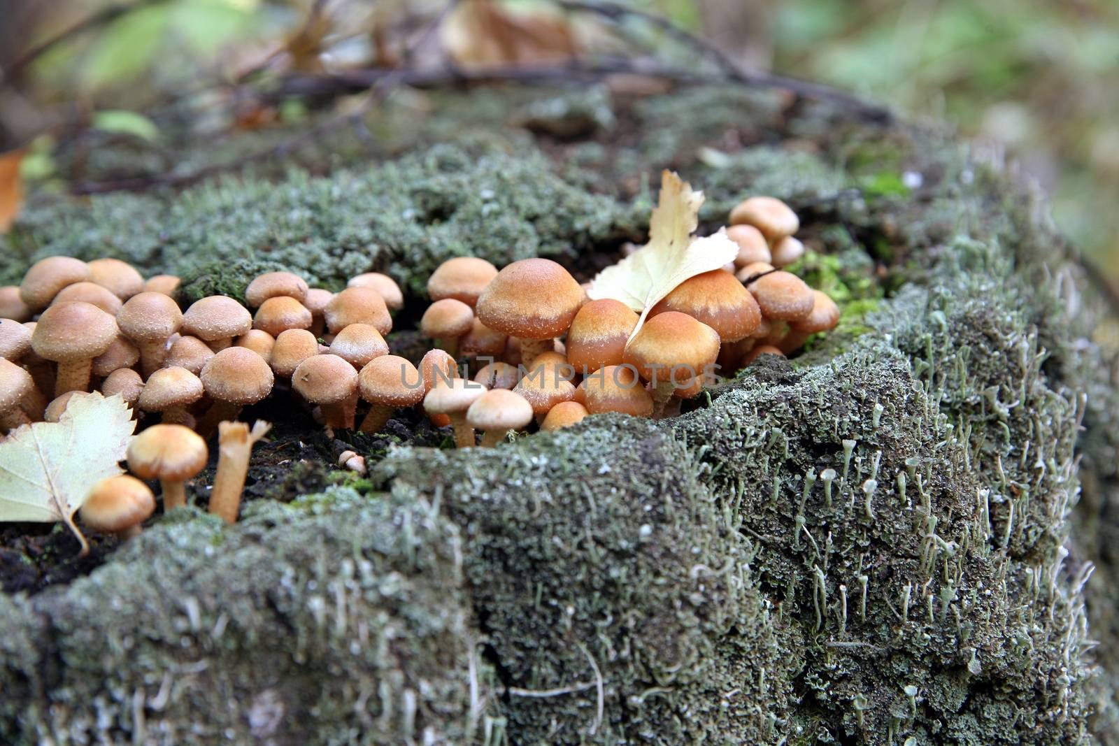 family of mushrooms on an old stump