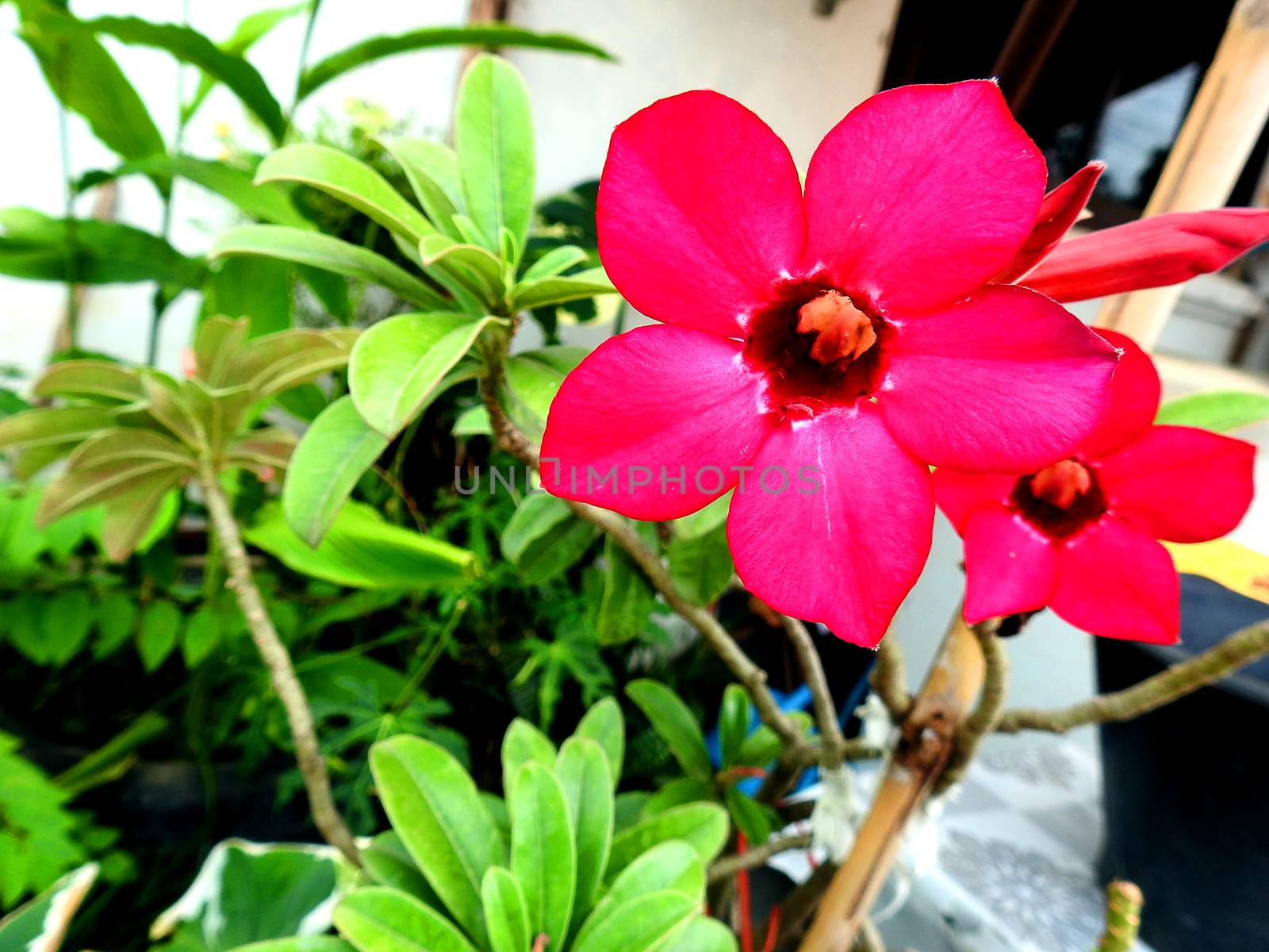 The fall garden flowers in a beautiful house.