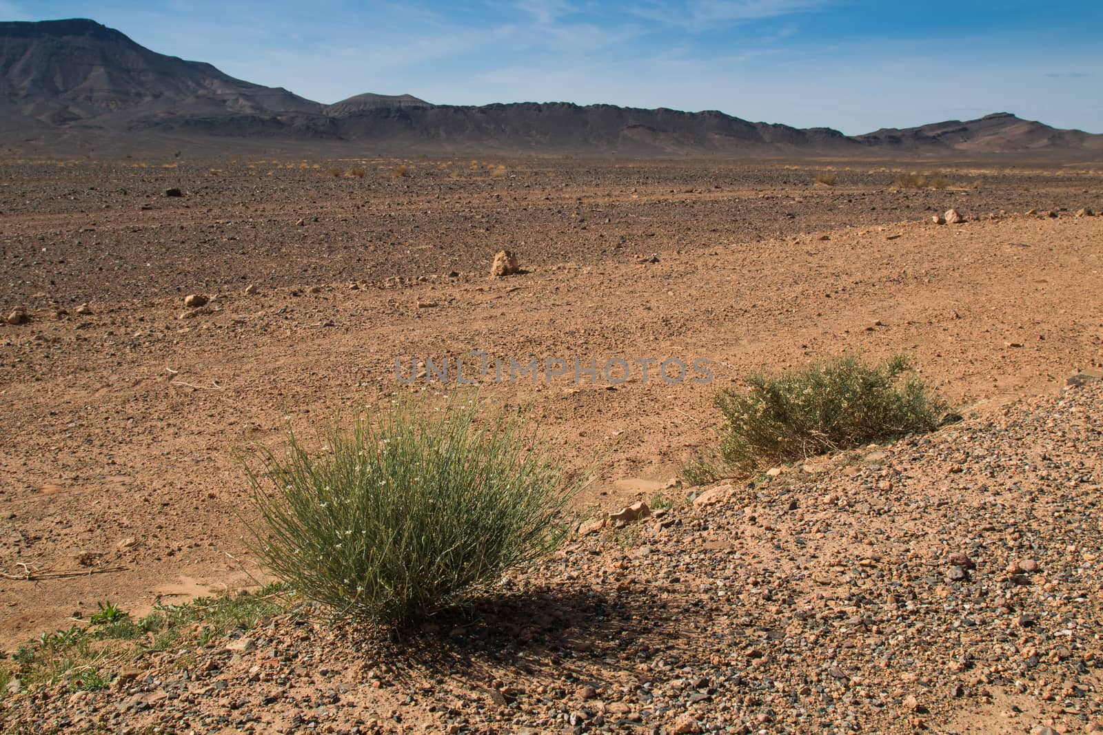 Stone desert with bushes, Morocco by YassminPhoto