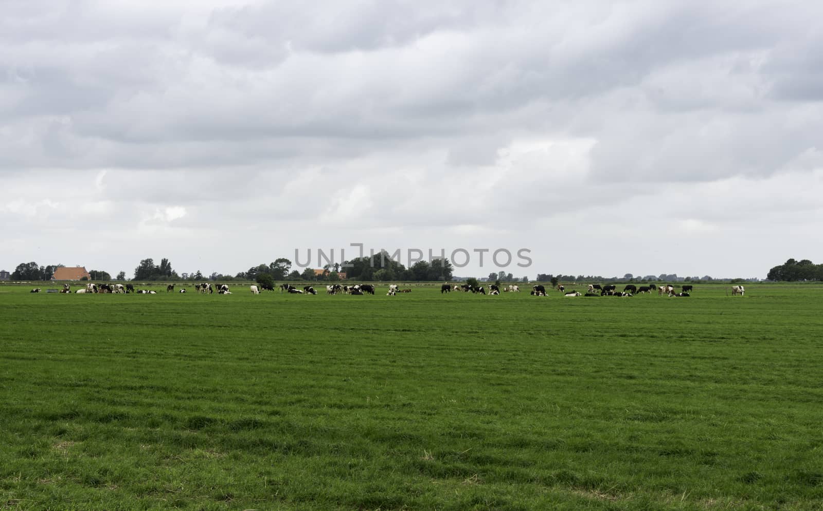 group of cows on farm in Friesland part of Holland