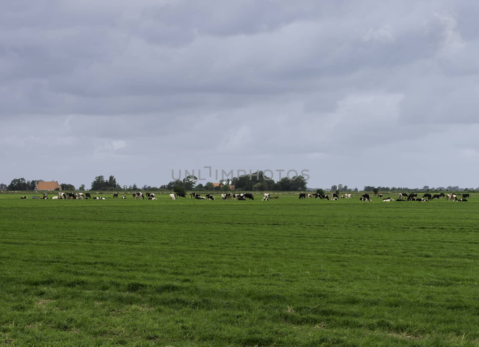 group of cows on farm in Friesland part of Holland