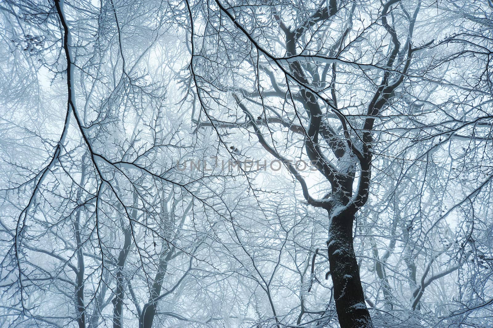 Magical winter forest in a cold winter scene