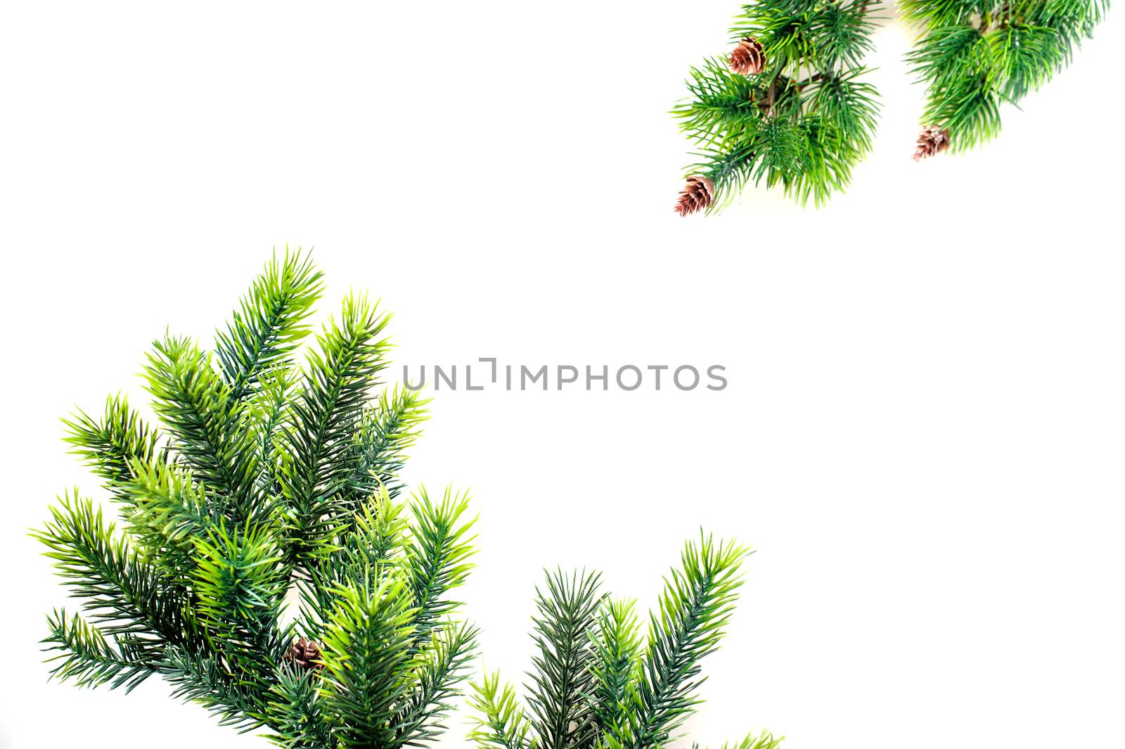frame green twigs of spruce and place for text.