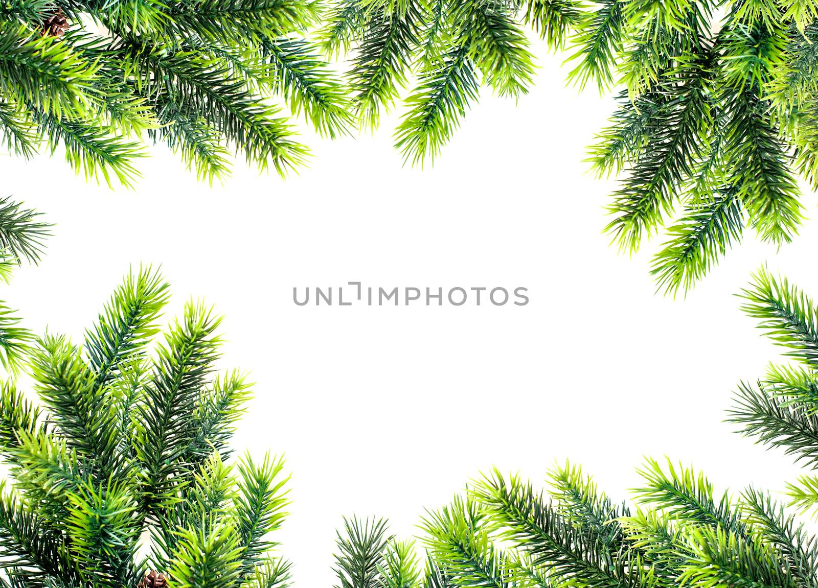 frame green twigs of spruce and place for text.