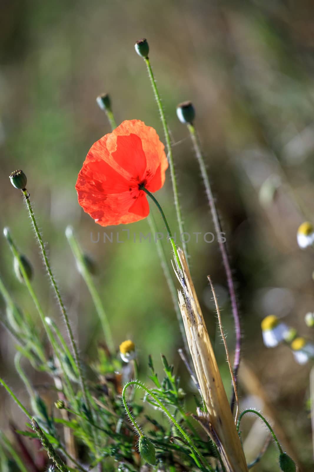 Close up on red poppy flowers field during summer day