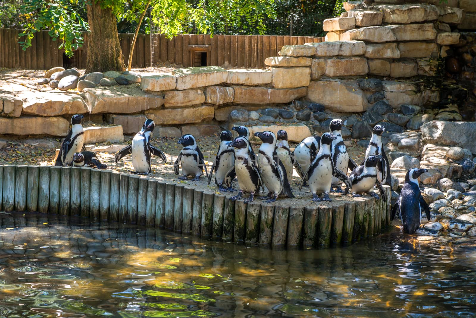 Fifteen black and white penguins standing together at the bank of a lake