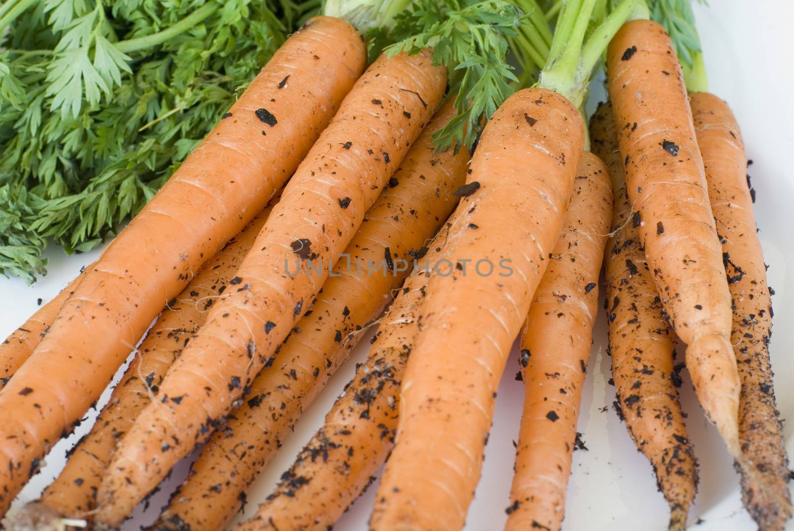 Freshly picked home grown carrots with adhering soil and green leaves in a close up view on a white background