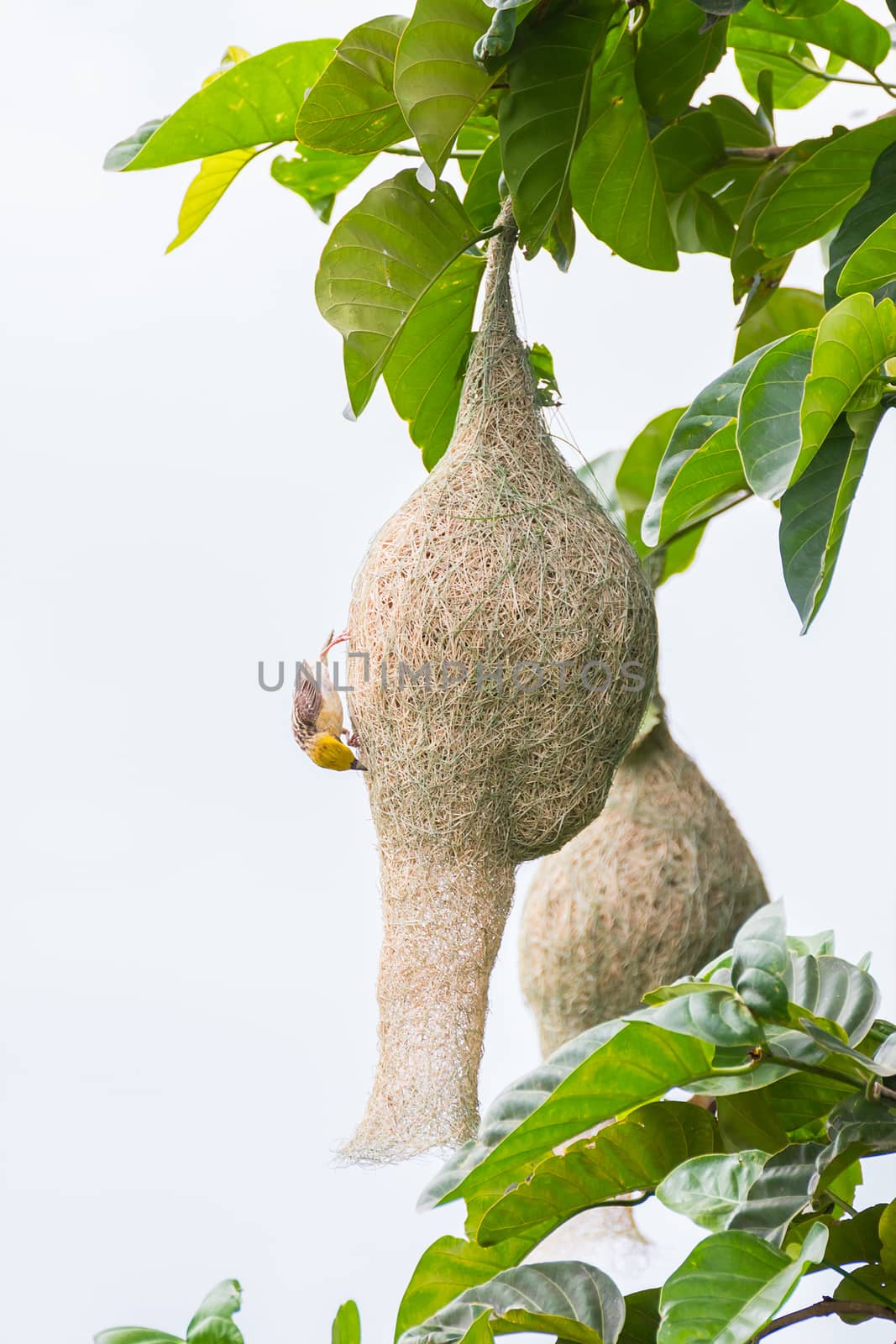 Baya weaver bird nest on tree by stoonn