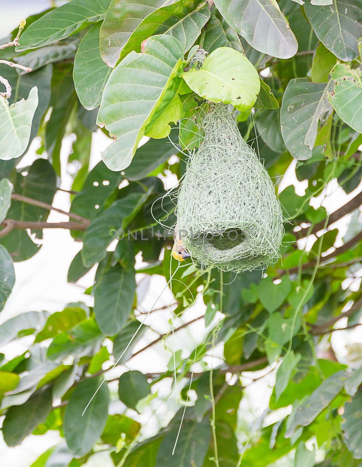 Baya weaver bird nest on branch of the tree in nature