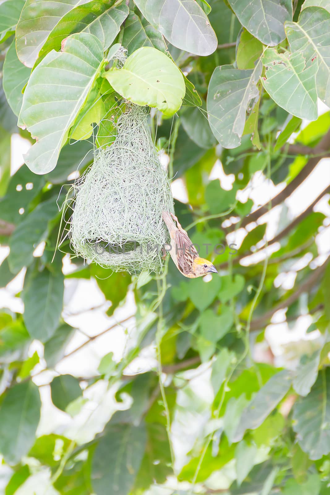 Baya weaver bird nest on branch of the tree in nature