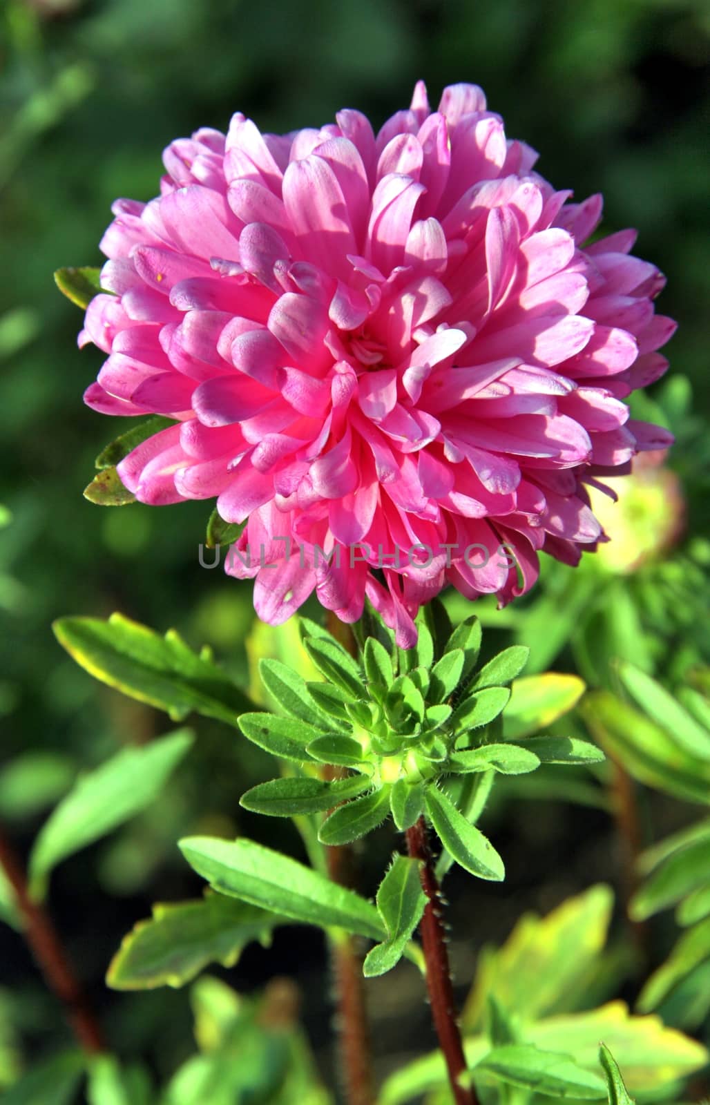 Autumn flowers. Pink Astra on green backgrownd