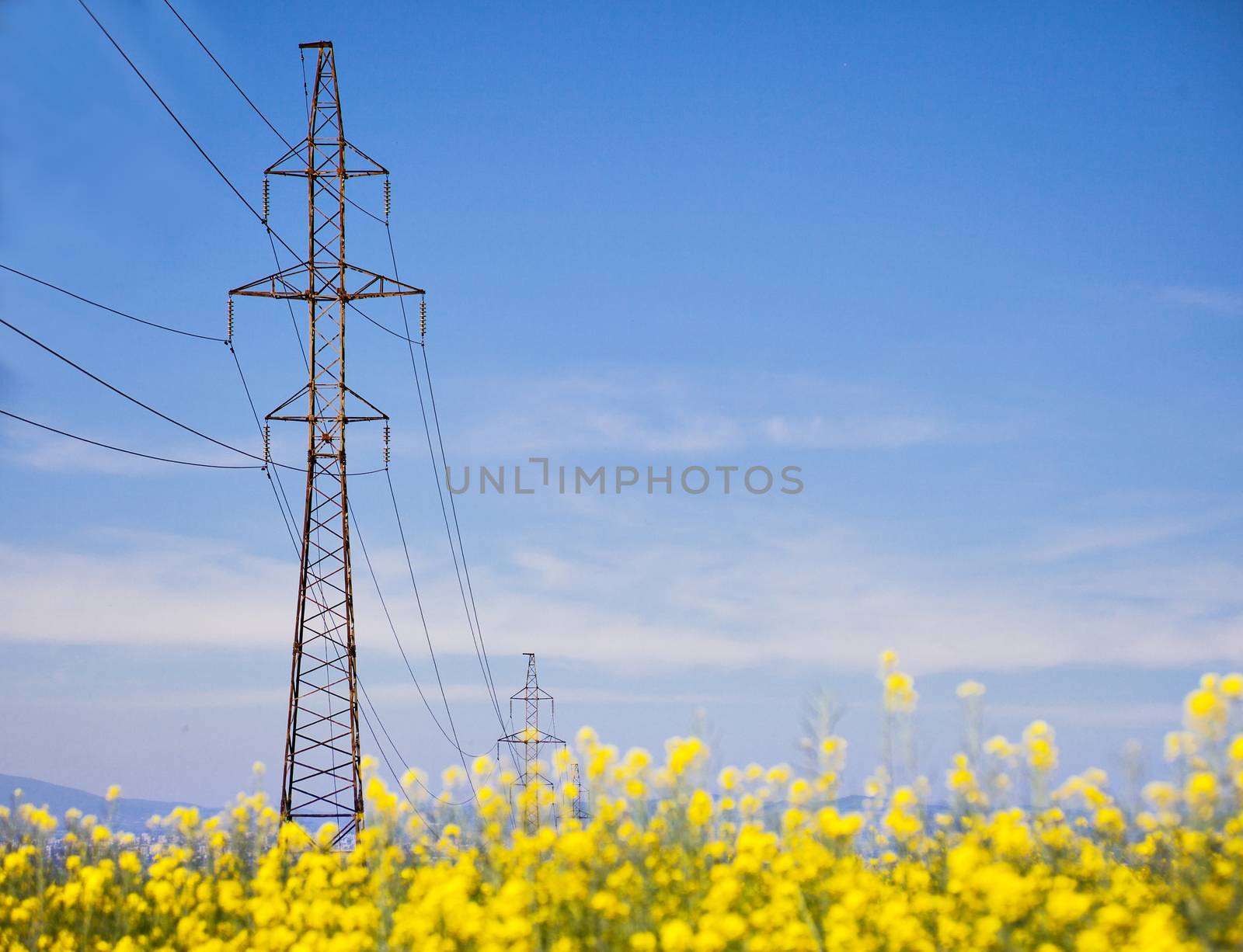 Vast field with yellow crops and a power lines on tall electrical pylon. Copy space.