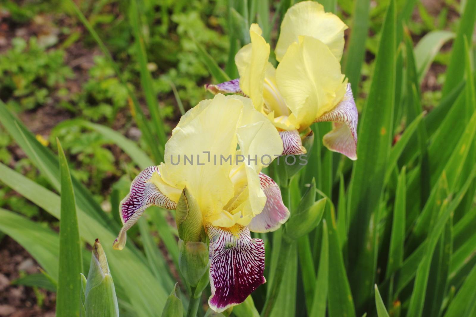 Yellow with purple irises in the garden. flowers
