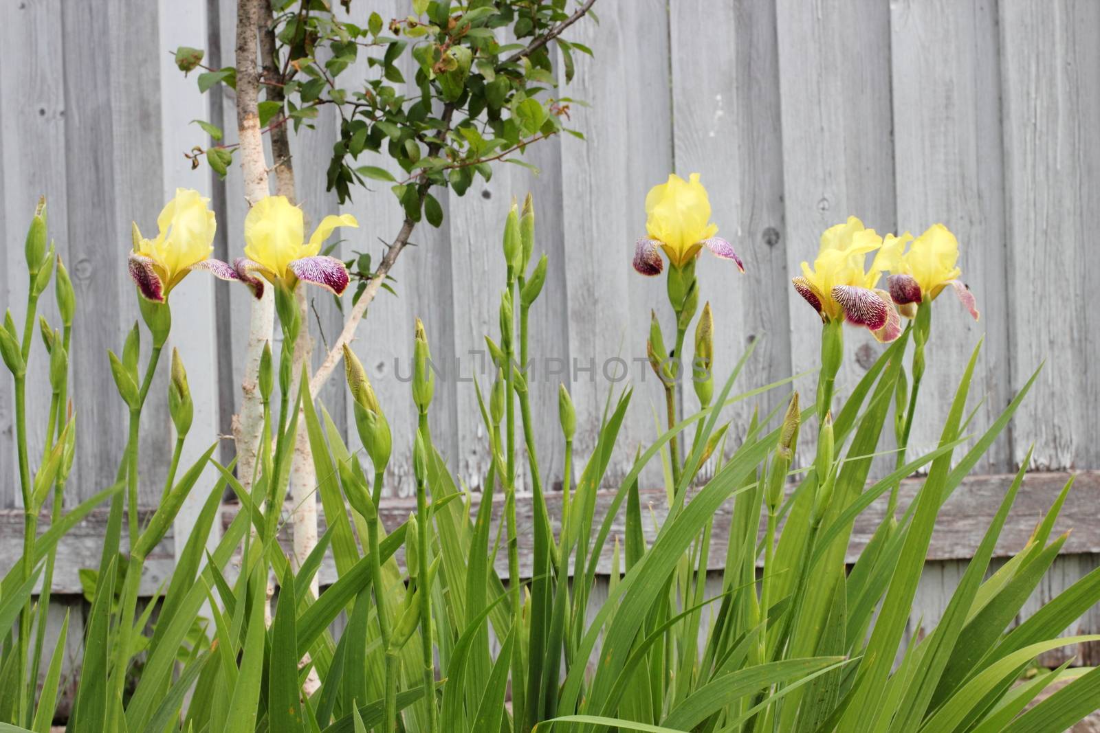 irises in the garden. flowers by Metanna