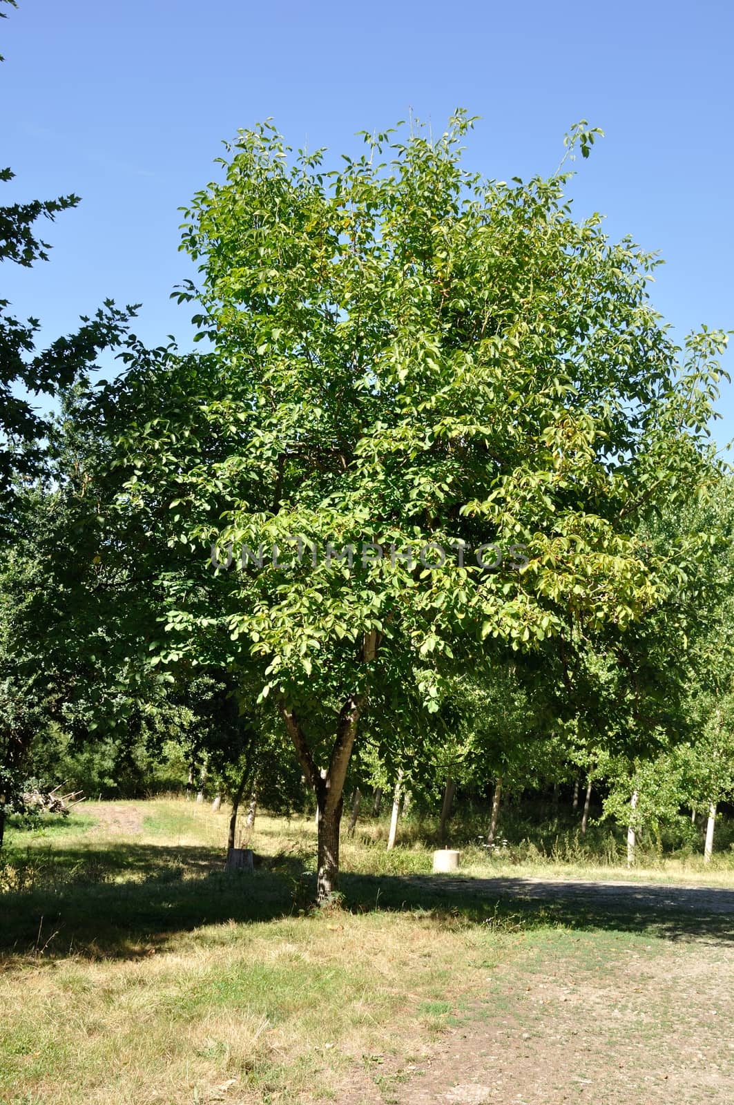 walnut treet  by BZH22