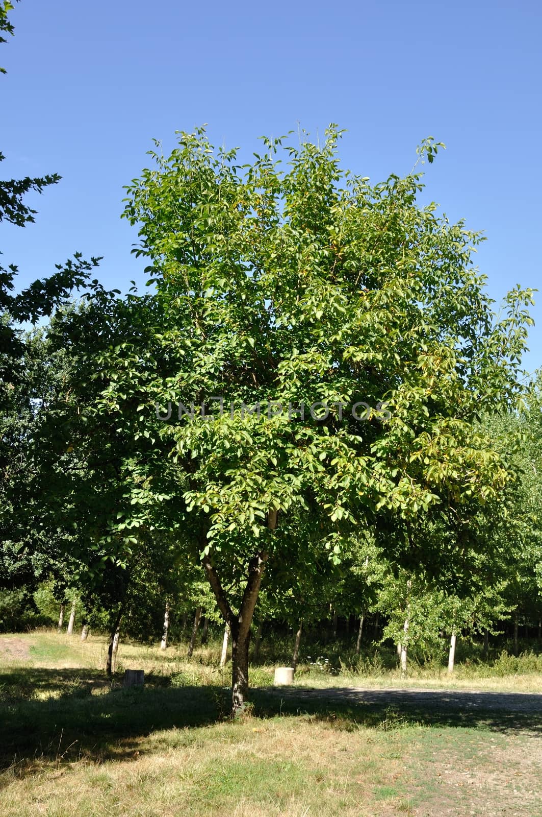 walnut treet  by BZH22