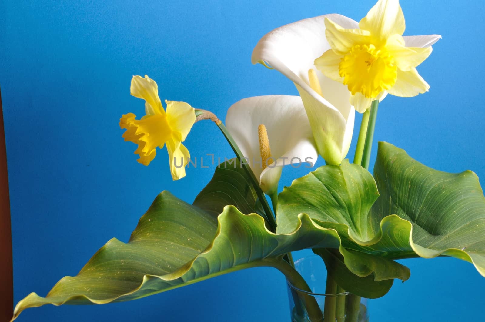 Arum lilies and daffodils