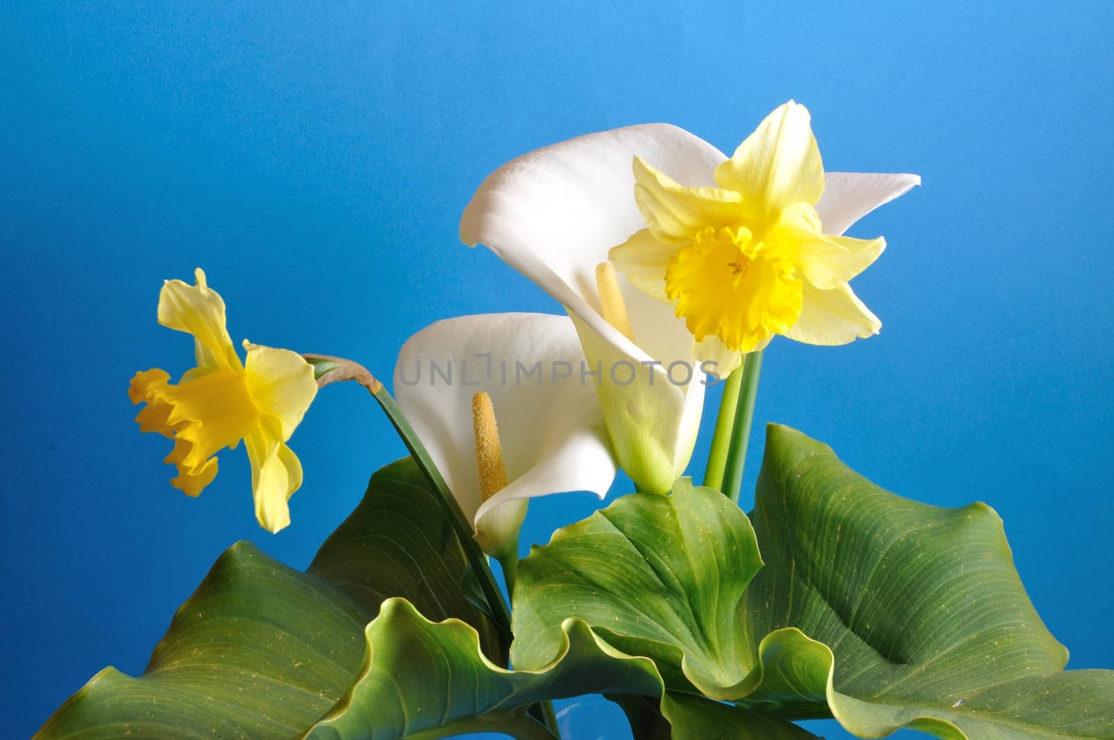 Arum lilies and daffodils