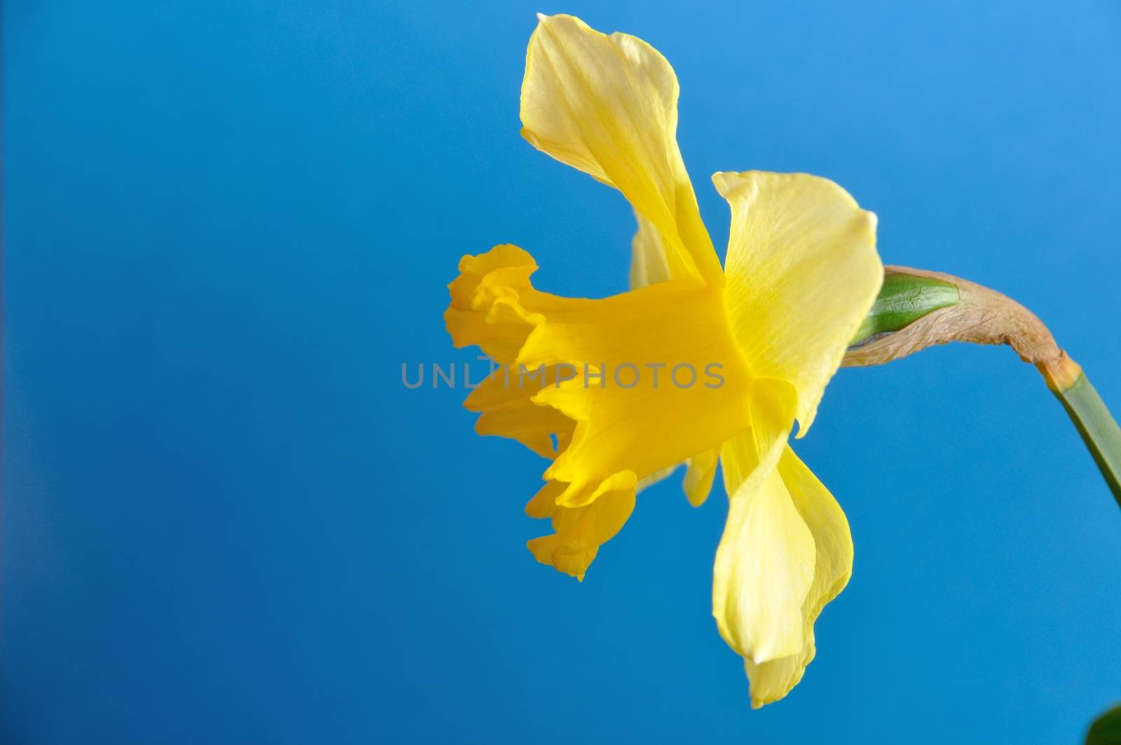 daffodil by BZH22
