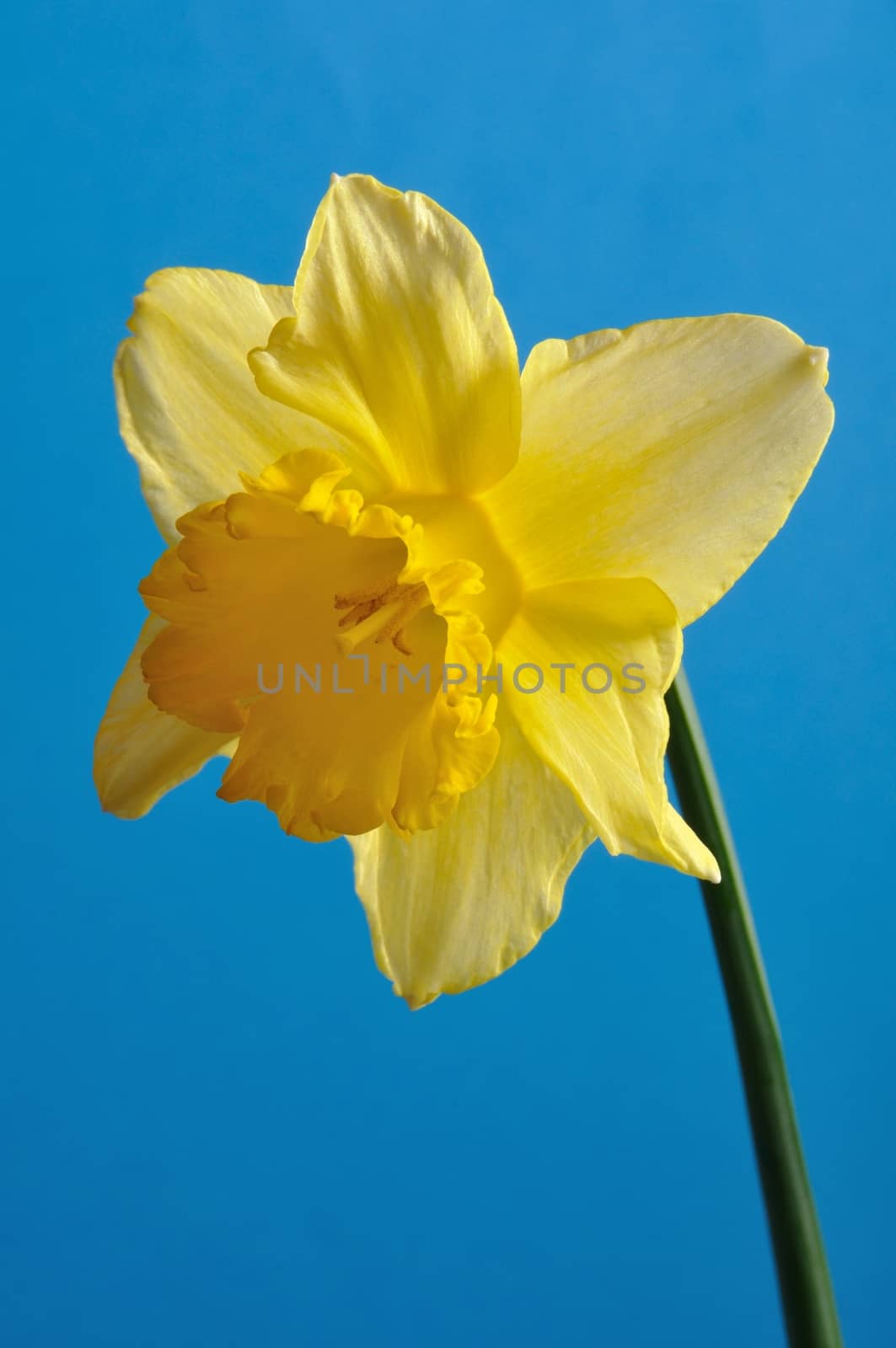 daffodil by BZH22