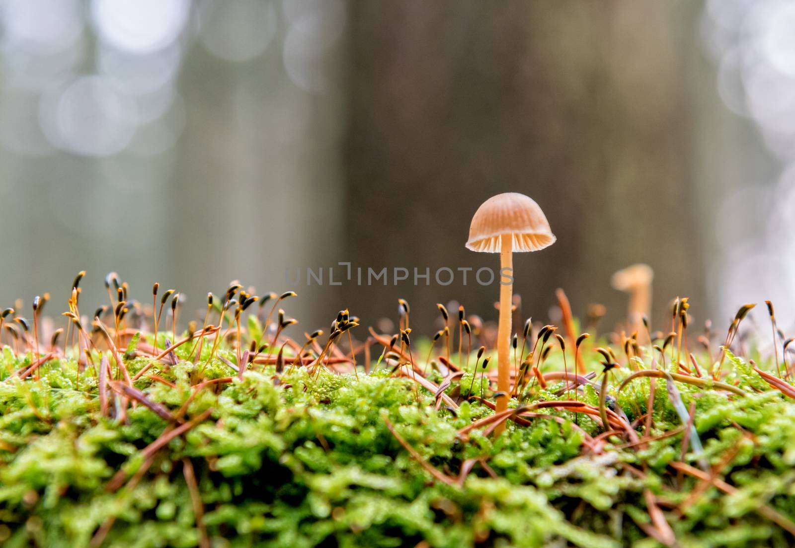little mushroom in the forest