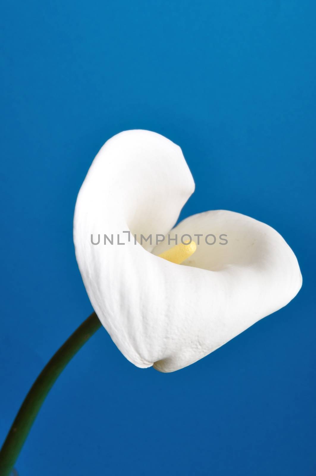 Arum lily by BZH22