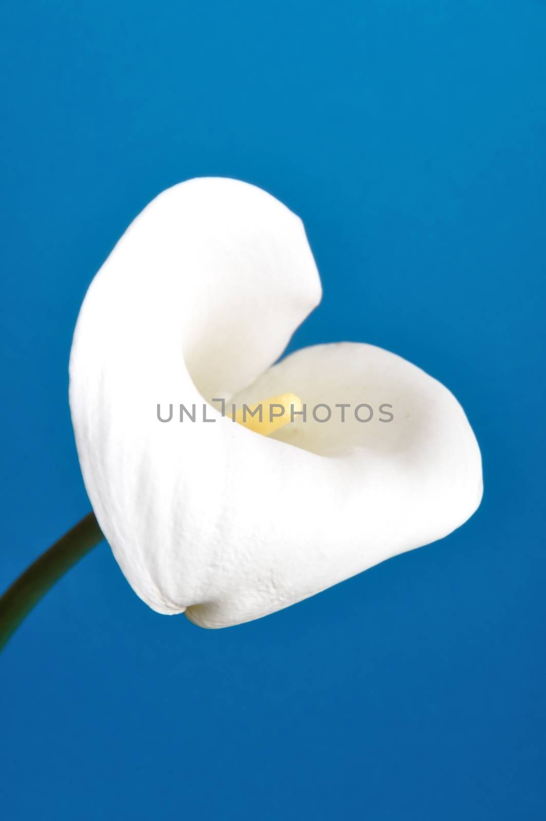 Arum lily by BZH22