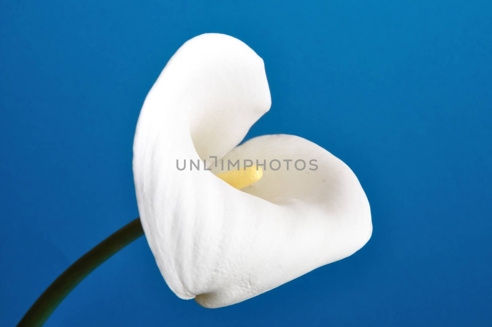Arum lily by BZH22
