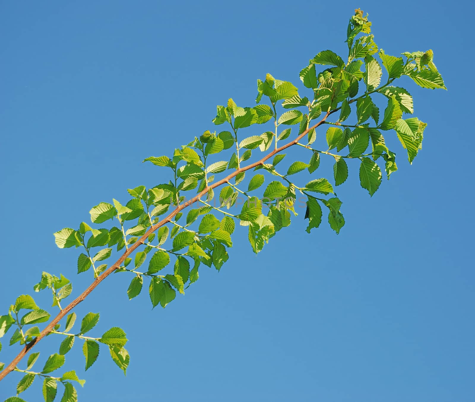  Branch with green leaves