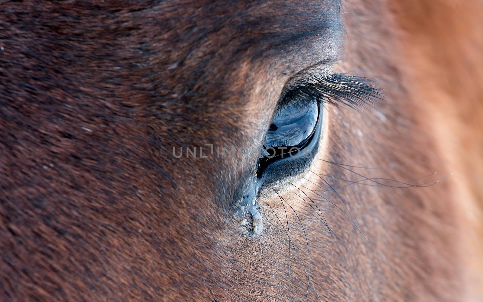 horse eye by gufoto