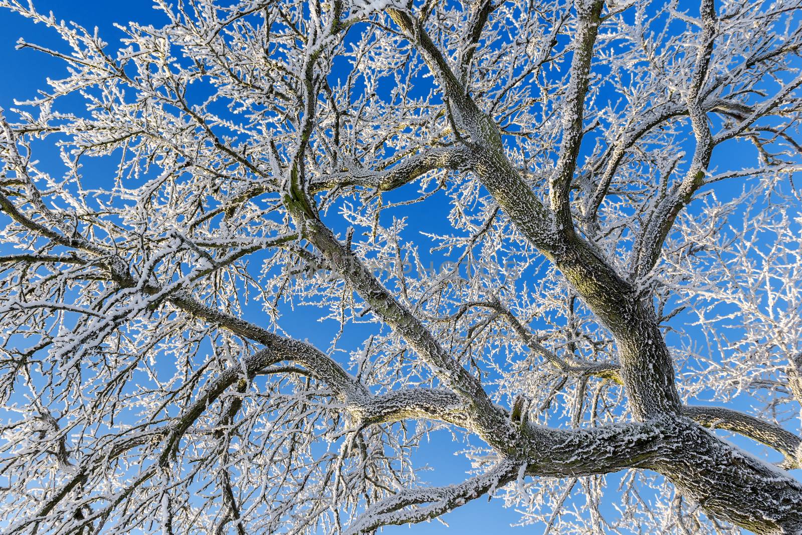 frozen branches on blue sky