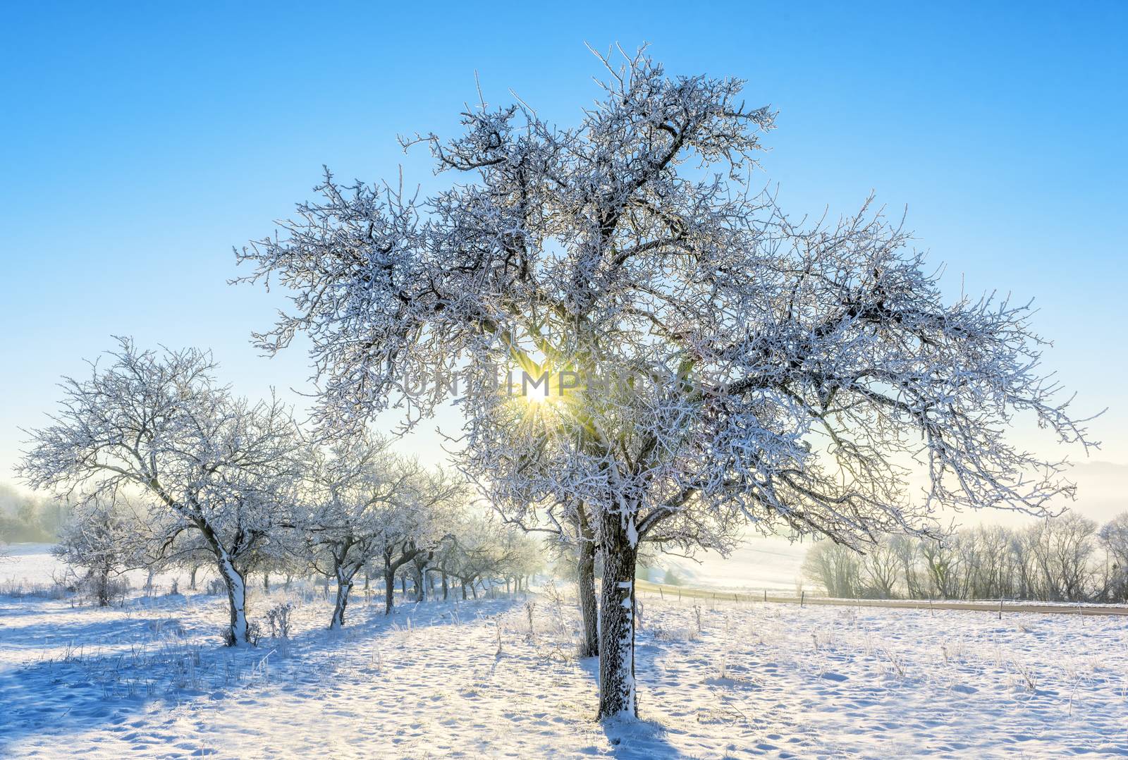 frozen trees by gufoto