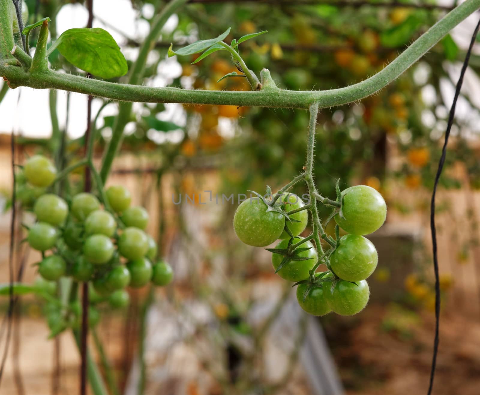 Green cherry tomatoes growing on the vine