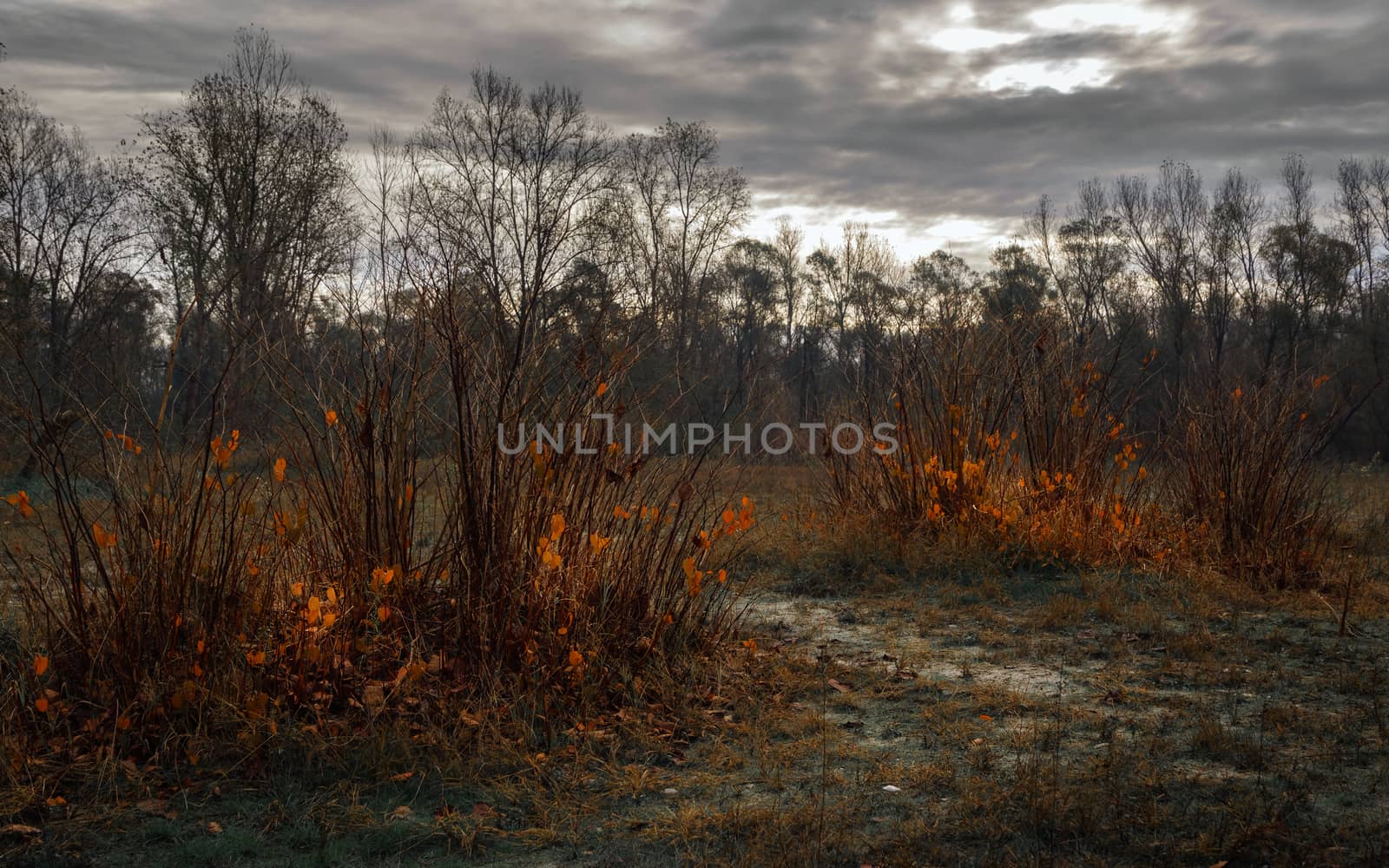 Pictured plants with few leaves orange due to the arrival of winter, desolate atmosphere,Ticino riverside Italy.