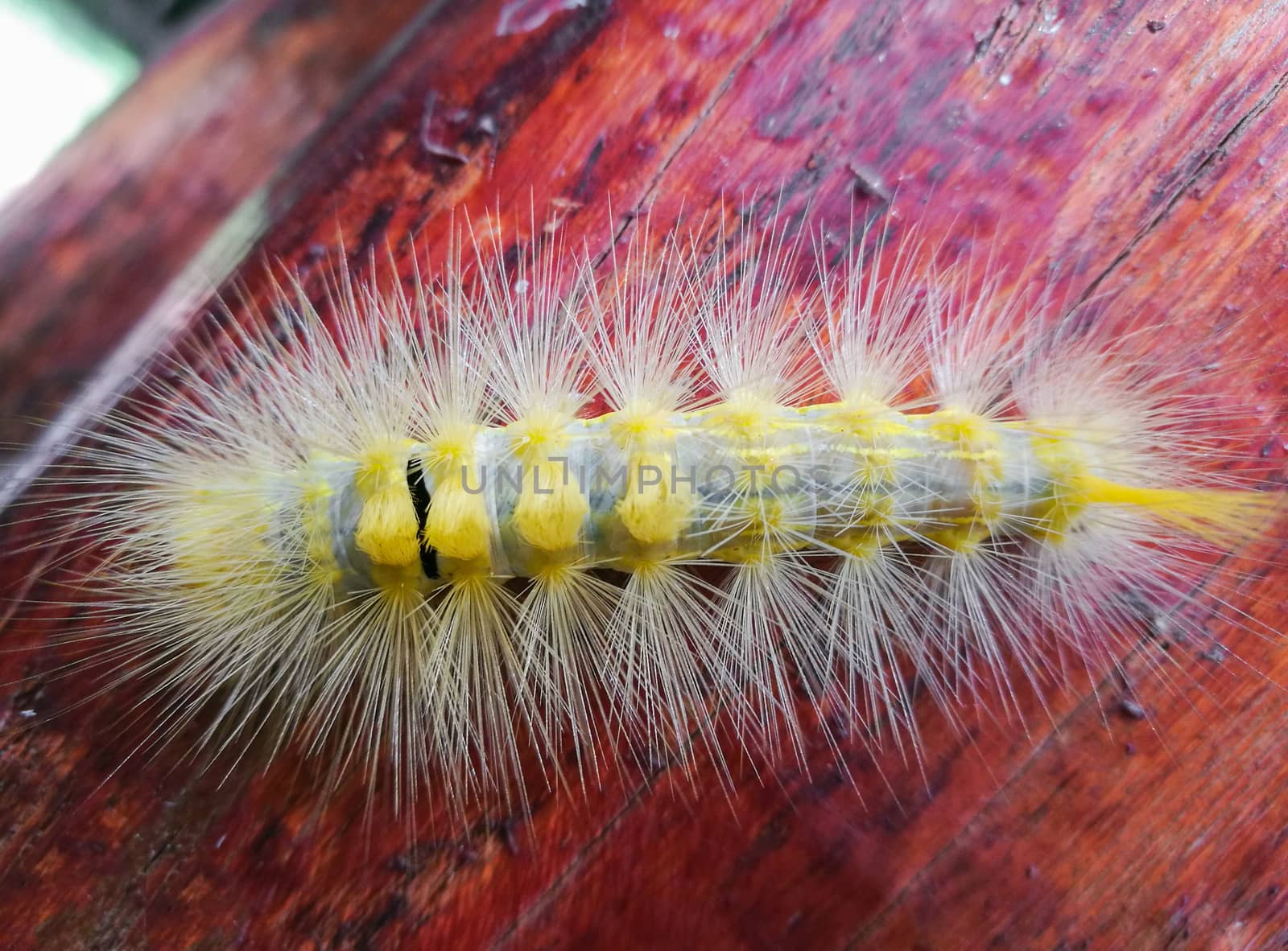 Closeup of the yellow caterpillar on wooden pole