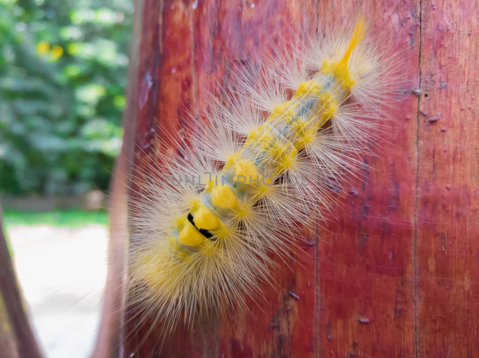 Closeup of the yellow  caterpillar