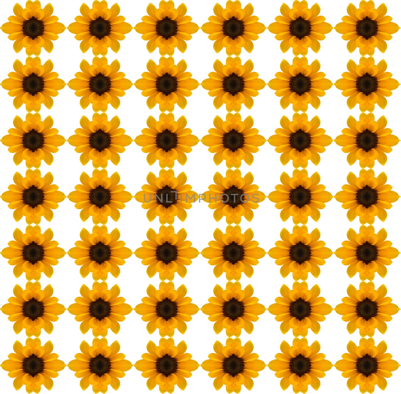 Sun flower pattern with white background