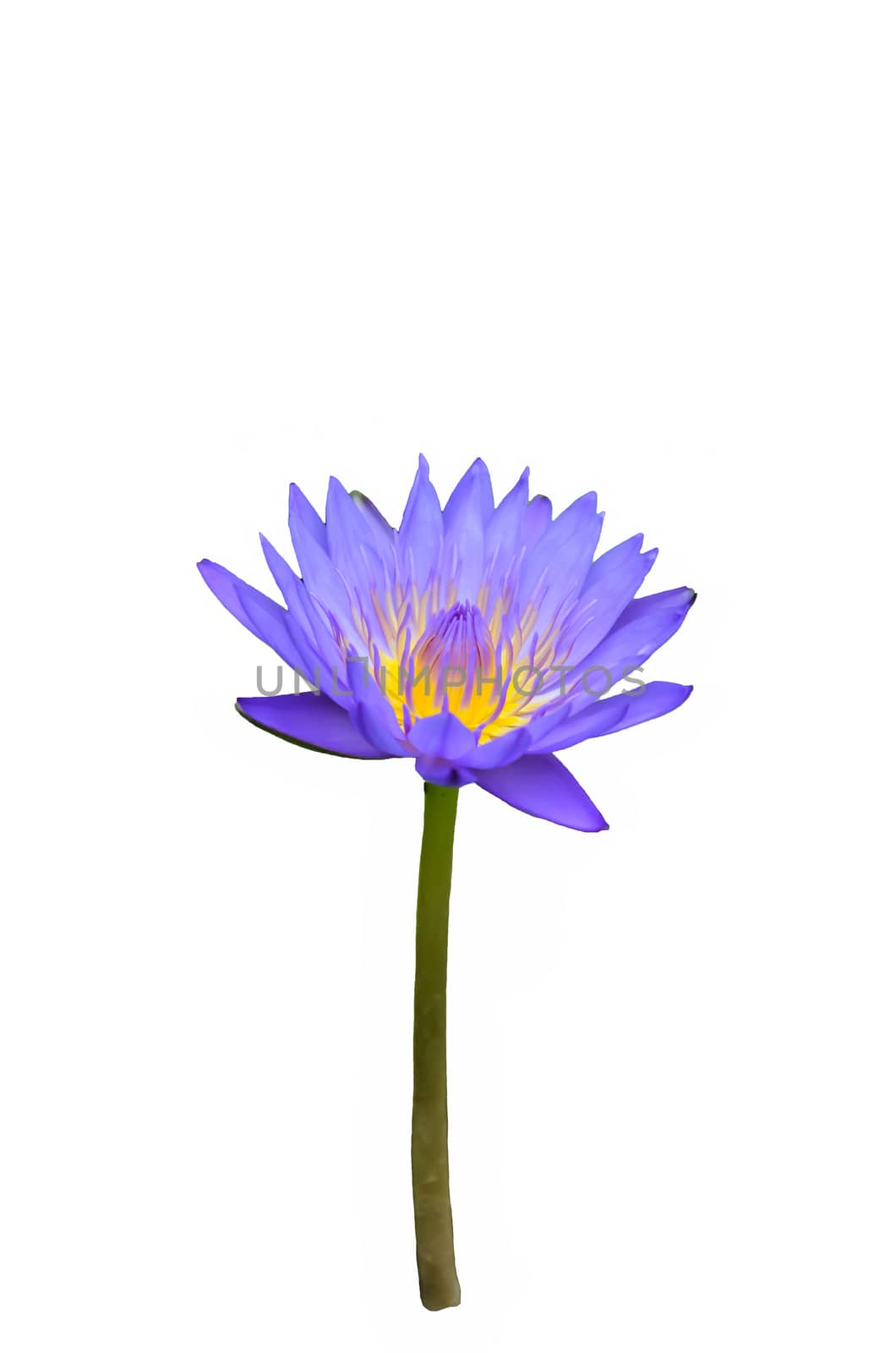 Beautiful water lily, Purple lotus flower isolate on white background
