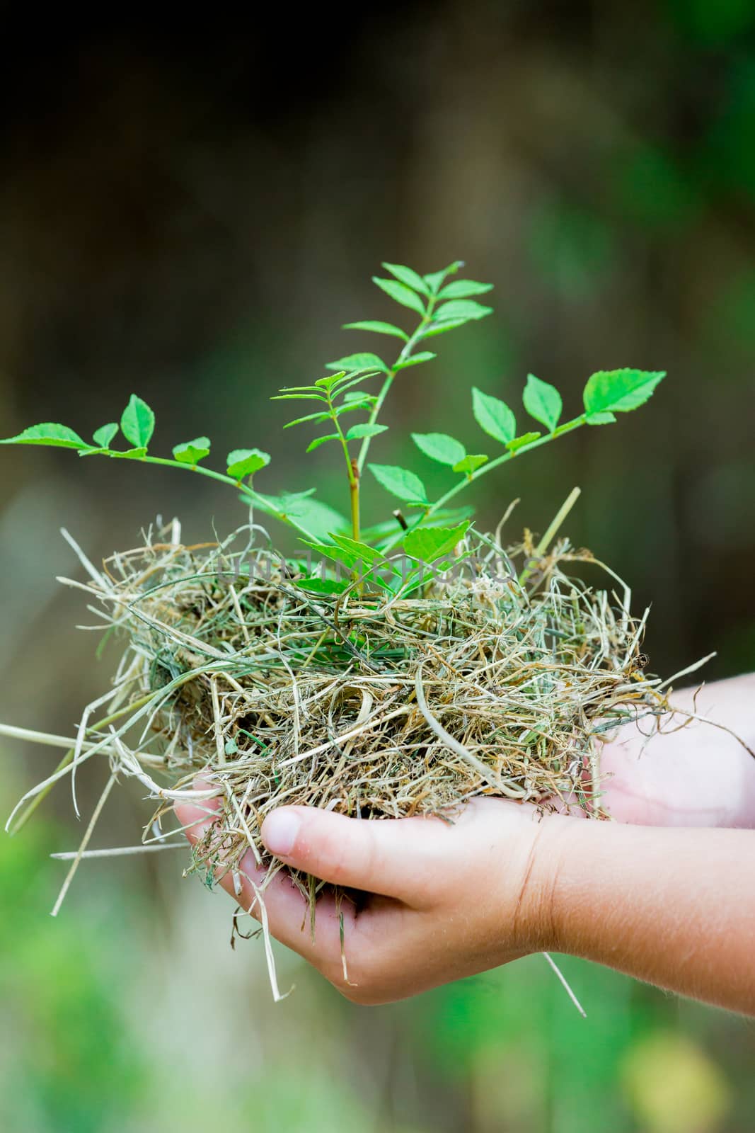Closeup of child's hands holding fresh small plant outdoors