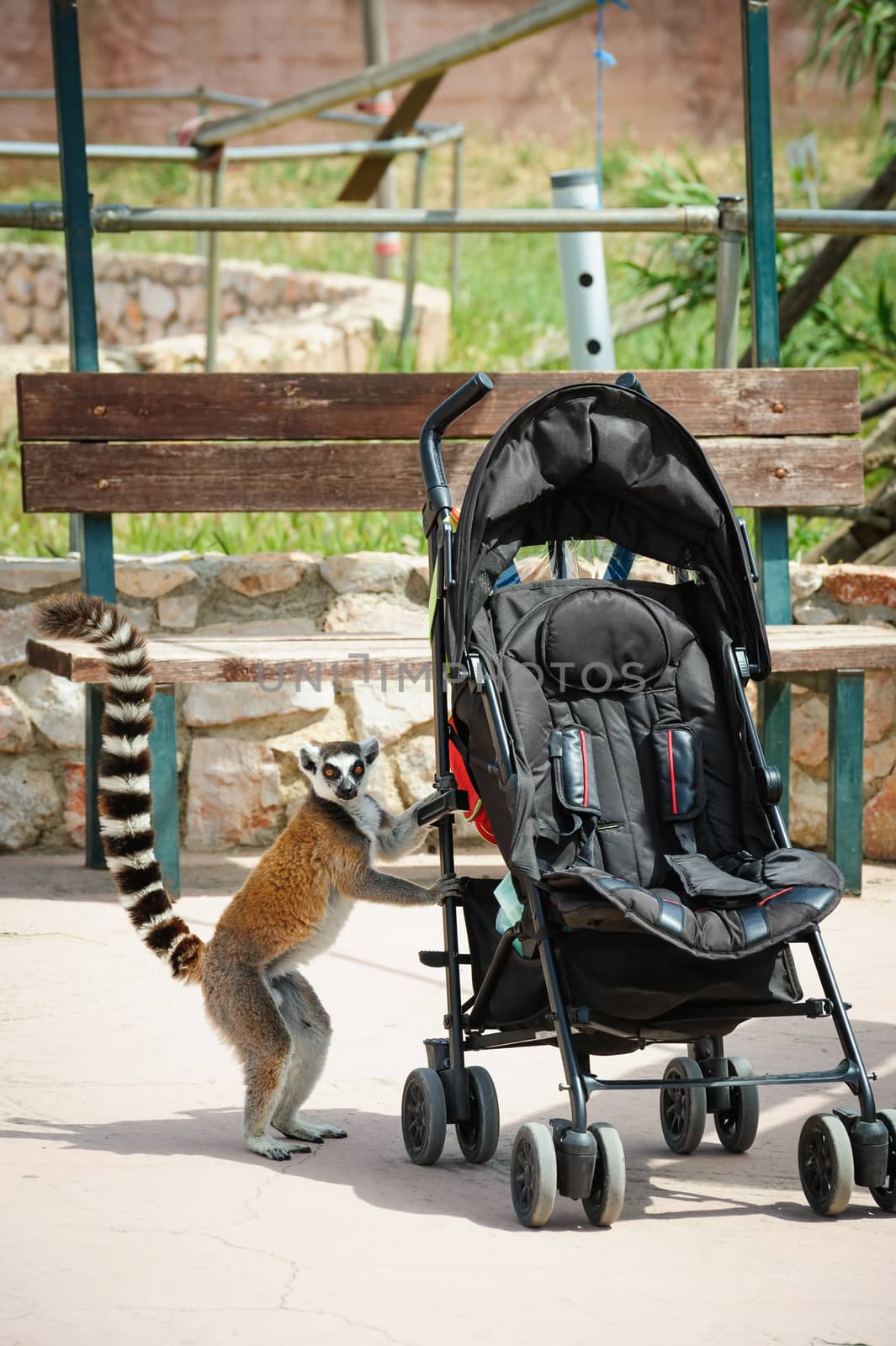 Curious ring-tailed Lemur by starush