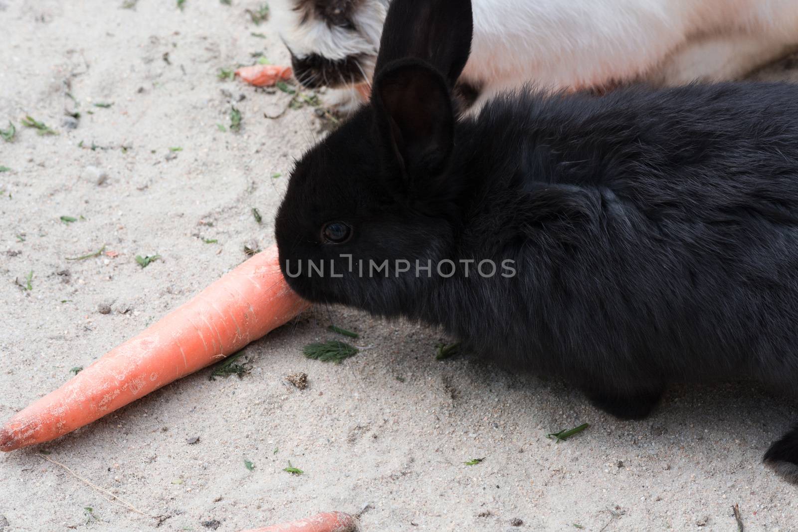 Black rabbits with a carrot by JFsPic
