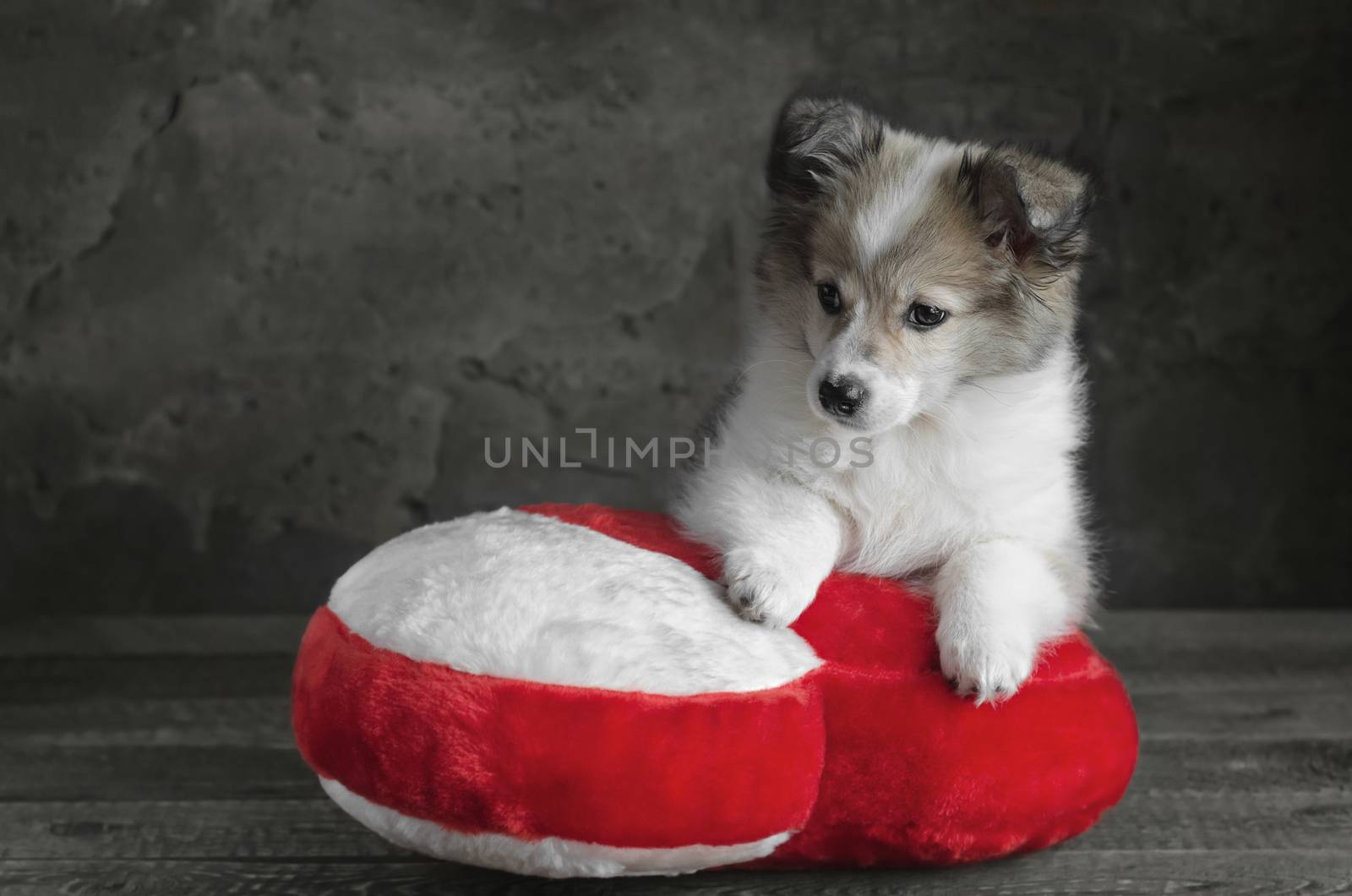Puppy sits on a pillow in the shape of  heart. by Gaina