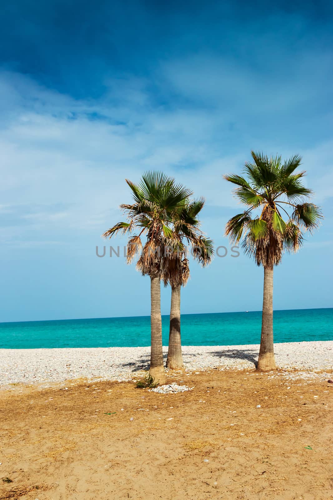 Palm trees in a very calm beach. Vertical image.